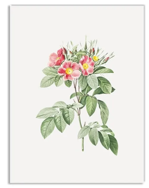 Vintage Botanical Framed Canvas Prints